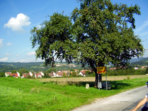 einzelner Apfelbaum Fernblick auf Oppenweiler